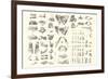 Disarticulated Bones and Teeth-null-Framed Premium Giclee Print