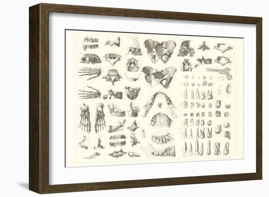 Disarticulated Bones and Teeth-null-Framed Art Print
