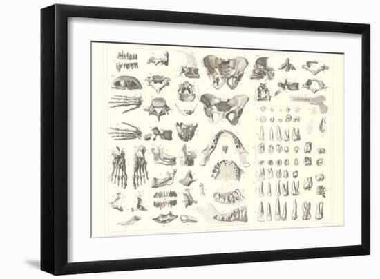 Disarticulated Bones and Teeth-null-Framed Art Print