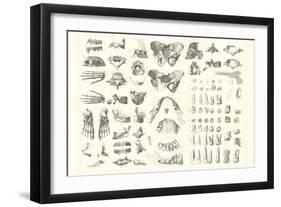 Disarticulated Bones and Teeth-null-Framed Art Print