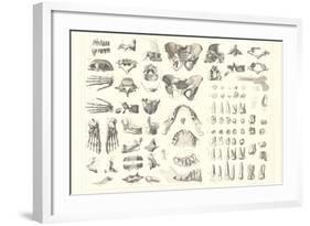 Disarticulated Bones and Teeth-null-Framed Art Print