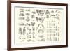 Disarticulated Bones and Teeth-null-Framed Art Print