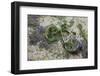 Discarded Bicycle Covered in Algae in Harbour at Low Tide. Portsmouth, UK, July 2013-Alex Hyde-Framed Photographic Print