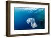 Discarded Plastic Bags Floats in the Sea next to A Coral Reef Wall-WhitcombeRD-Framed Photographic Print