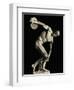 Discobolus Statue Attributed to Myron.-null-Framed Photographic Print