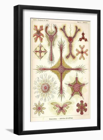 Discoidea - Scheiben-Strahlinge - Heliodiscus-null-Framed Giclee Print