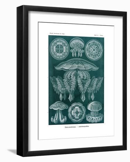 Discomedusae, 1899-1904-null-Framed Giclee Print