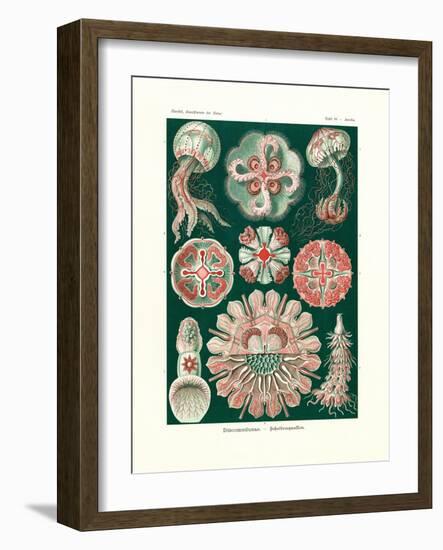 Discomedusae, 1899-1904-null-Framed Giclee Print