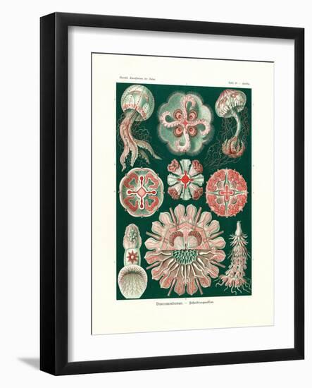 Discomedusae, 1899-1904-null-Framed Giclee Print