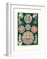 Discomedusae, 1899-1904-null-Framed Giclee Print