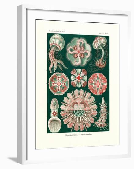 Discomedusae, 1899-1904-null-Framed Giclee Print