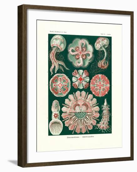 Discomedusae, 1899-1904-null-Framed Giclee Print