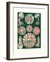 Discomedusae, 1899-1904-null-Framed Giclee Print