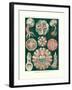 Discomedusae, 1899-1904-null-Framed Giclee Print