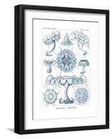 Discomedusae, 1899-1904-null-Framed Giclee Print