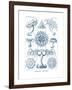 Discomedusae, 1899-1904-null-Framed Giclee Print