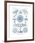 Discomedusae, 1899-1904-null-Framed Giclee Print