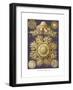 Discomedusae, 1899-1904-null-Framed Giclee Print