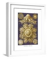 Discomedusae, 1899-1904-null-Framed Giclee Print