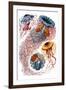 Discomedusae Nature by Ernst Haeckel-Ernst Haeckel-Framed Art Print