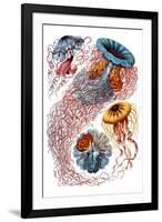Discomedusae Nature by Ernst Haeckel-Ernst Haeckel-Framed Art Print