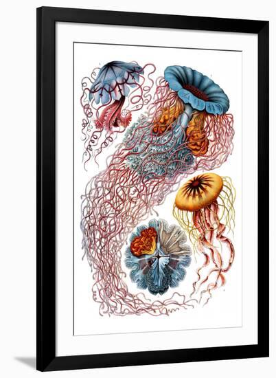 Discomedusae Nature by Ernst Haeckel-Ernst Haeckel-Framed Art Print