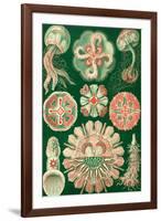 Discomedusae Nature by Ernst Haeckel-null-Framed Art Print