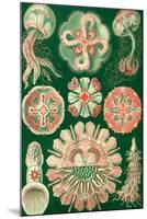 Discomedusae Nature by Ernst Haeckel-null-Mounted Art Print
