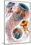 Discomedusae Nature Poster by Ernst Haeckel-null-Mounted Poster