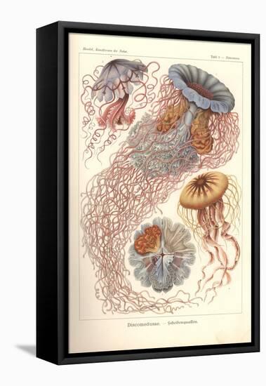 Discomedusae - Scheibenquallen, Pl. 8 from 'Kunstformen Der Natur', Engraved by Adolf Giltsch,…-Ernst Haeckel-Framed Stretched Canvas