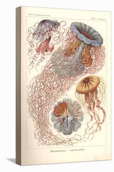 Discomedusae - Scheibenquallen, Pl. 8 from 'Kunstformen Der Natur', Engraved by Adolf Giltsch,…-Ernst Haeckel-Stretched Canvas