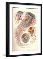 Discomedusae - Scheibenquallen, Pl. 8 from 'Kunstformen Der Natur', Engraved by Adolf Giltsch,…-Ernst Haeckel-Framed Giclee Print