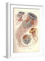 Discomedusae - Scheibenquallen, Pl. 8 from 'Kunstformen Der Natur', Engraved by Adolf Giltsch,…-Ernst Haeckel-Framed Giclee Print