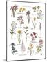 Discovery Charts - Floral-The Vintage Collection-Mounted Giclee Print