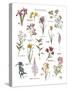 Discovery Charts - Floral-The Vintage Collection-Stretched Canvas