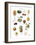 Discovery Charts - Fruit-The Vintage Collection-Framed Giclee Print