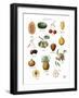 Discovery Charts - Fruit-The Vintage Collection-Framed Giclee Print