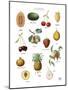 Discovery Charts - Fruit-The Vintage Collection-Mounted Giclee Print