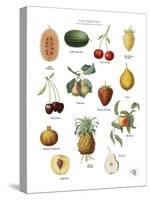 Discovery Charts - Fruit-The Vintage Collection-Stretched Canvas