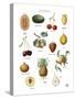 Discovery Charts - Fruit-The Vintage Collection-Stretched Canvas