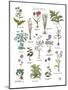 Discovery Charts - Plant-The Vintage Collection-Mounted Giclee Print