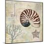 Discovery Shell I-Paul Brent-Mounted Art Print