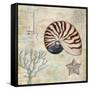 Discovery Shell I-Paul Brent-Framed Stretched Canvas