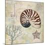 Discovery Shell I-Paul Brent-Mounted Art Print