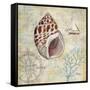 Discovery Shell IV-Paul Brent-Framed Stretched Canvas