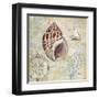 Discovery Shell IV-Paul Brent-Framed Art Print