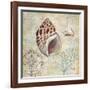 Discovery Shell IV-Paul Brent-Framed Art Print