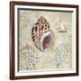 Discovery Shell IV-Paul Brent-Framed Art Print