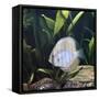 Discus Fish Captive, from Tropical Rainforest Rivers in Brazil-Jane Burton-Framed Stretched Canvas