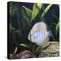 Discus Fish Captive, from Tropical Rainforest Rivers in Brazil-Jane Burton-Stretched Canvas
